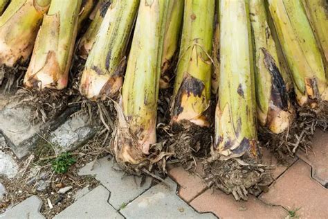 How Deep Are A Banana Trees Roots Plantglossary