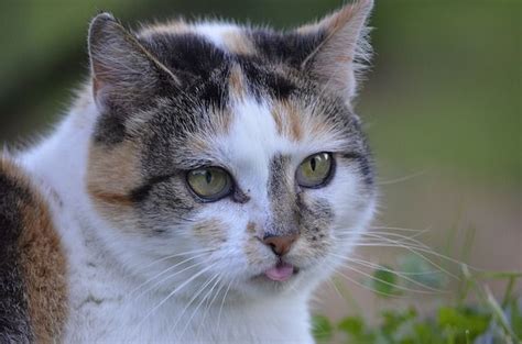 Tos En Gatos S Ntomas Y C Mo Actuar Mascota A Bordo