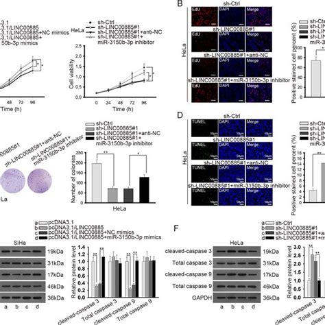 LINC00885 Facilitated Proliferation And Retarded Apoptosis Of CC Cells