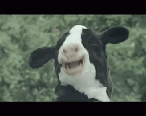 Laughing Cow GIFs | Tenor