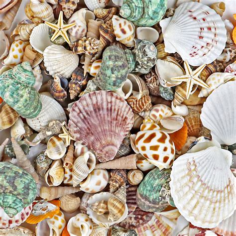 Beach Seashells Wallpaper