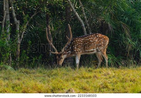 45 Bhitarkanika Mangroves Images, Stock Photos & Vectors | Shutterstock