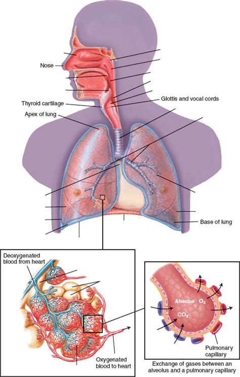 Respiratory Diagram Diagram Quizlet