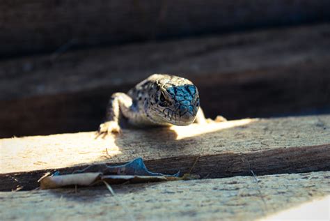 Garden Lizard Looking These Changeable Lizards Are Territorial During ...