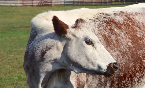 Images Gratuites La Nature Herbe Champ Prairie Campagne Animal