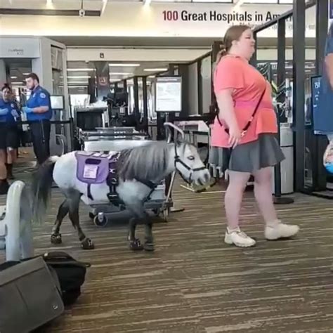 American Airlines Flight Attendants Shared A Photo Of A Miniature Horse