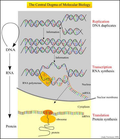 Central Dogma of Molecular Biology