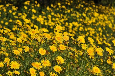 Wildflower Series Yellow Daisy Field Stock Photo Image Of Evergreen