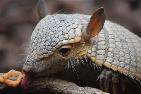 What Do Armadillos Eat Interesting Diet And Eating Habits