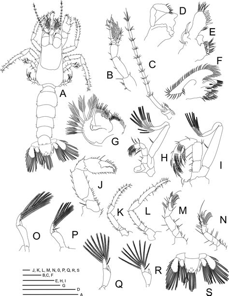 Scielo Brasil Intraspecific Variation In Megalopae Of Clibanarius