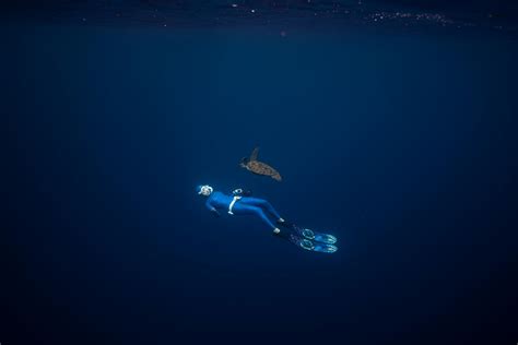 Baby Turtle Swimming Underwater · Free Stock Photo