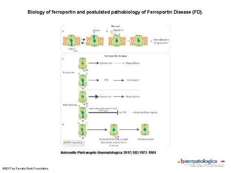 Ferroportin disease pathogenesis diagnosis and treatment by Antonello