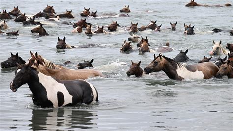 'Online threat' prompts increased security for Chincoteague Pony Swim