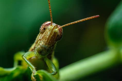 Premium Photo Grasshoppers That Are Often Seen In Gardens And Destroy Crops Of Farmers