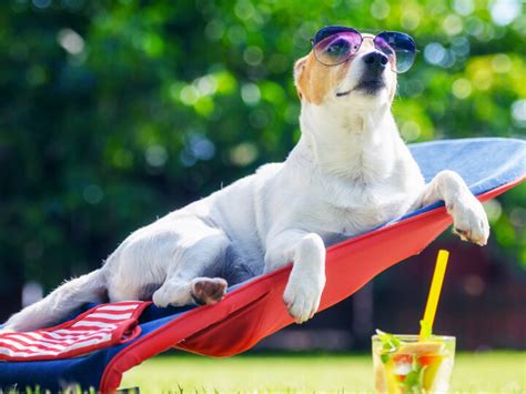 La temperatura normal de un perro guía esencial para cuidar a tu mascota