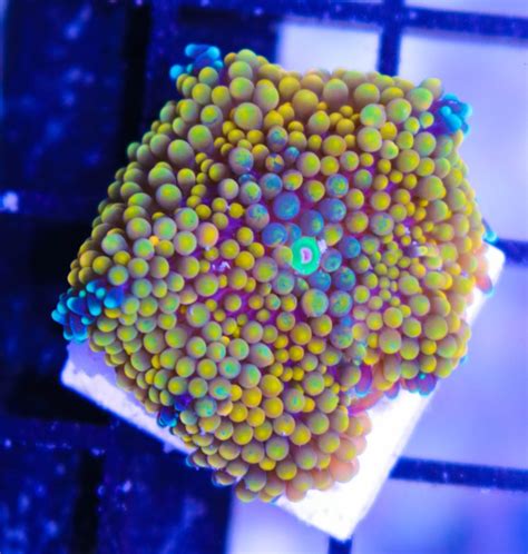 Florida Ricordea Coral Care - Frag Box Corals