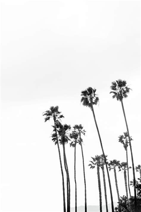 Palm Trees Coronado Island San Diego California Black And White