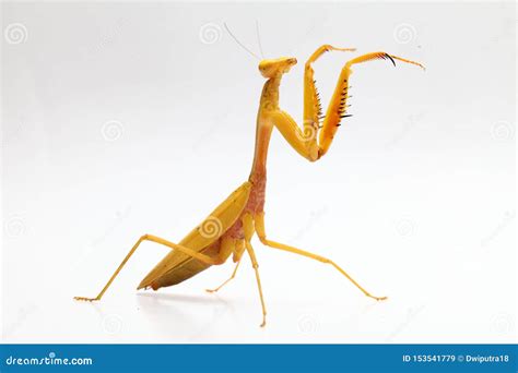 Yellow Praying Mantis On White Background Stock Image - Image of ...