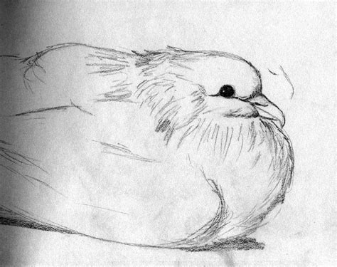 Pigeon Drawing Sketch - Drawing Skill