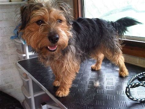 Yorkie Russell Yorkie X Jack Russell Terrier Mix Facts Temperament