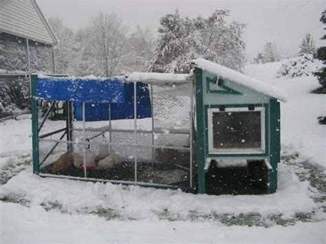 Winter Coop Temperatures Backyard Chickens Learn How To Raise Chickens