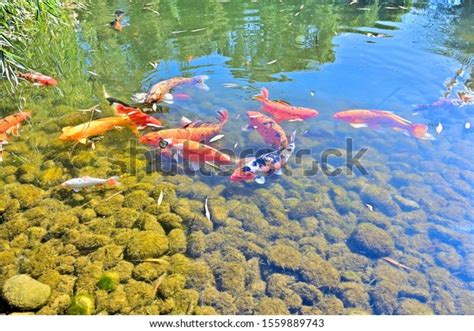 Beautiful Koi Fish Pond Stock Photo 1559889743 Shutterstock