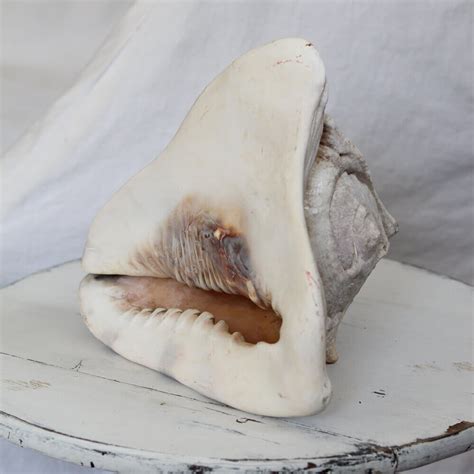 Old Atlantic Tiger Conch Shell Nora Murphy Country House