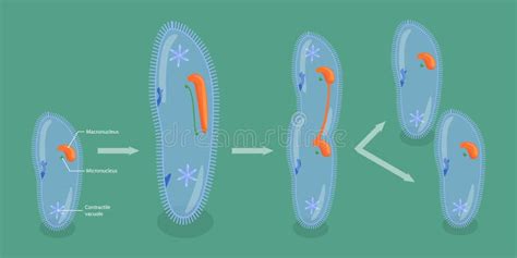 3d Isometric Flat Vector Conceptual Illustration Of Asexual Reproduction In Protozoa Stock