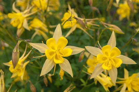 How To Grow And Care For Columbine Plants