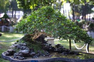 Come Curare Bonsai Mondo Bonsai