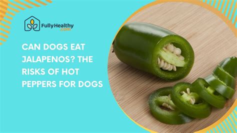 dogs eat jalapenos  risks  hot peppers  dogs