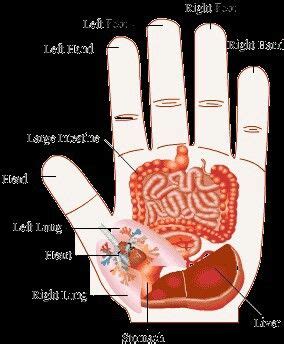 Su Jok Organ Map Reflexology Pressure Points Acupressure Therapy