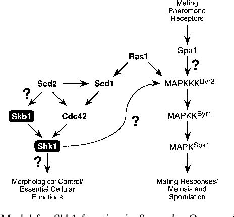 Figure From The Highly Conserved Skb Gene Encodes A Protein That