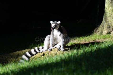 Lemur Sticking His Tongue Out Comically Lit by a Diagonal Stock Photo ...