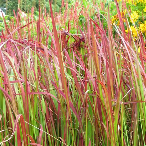 Imperata Cylindrica Red Baron Japanisches Blutgras Online Kaufen