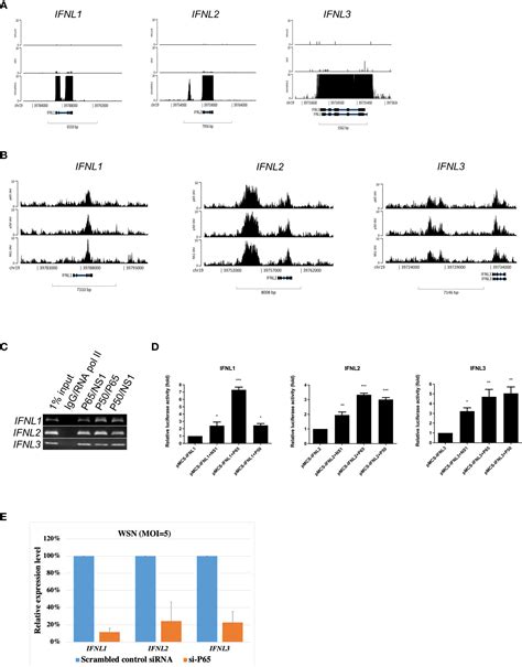 Frontiers Influenza A Virus Ns Protein Represses Antiviral Immune