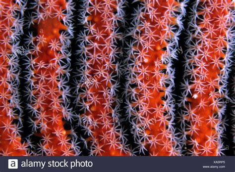 Red Sea Whip Coral High Resolution Stock Photography And Images Alamy