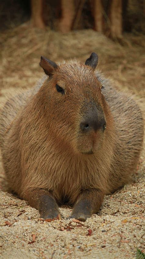 Baby Capybara Wallpapers Top Free Baby Capybara Backgrounds