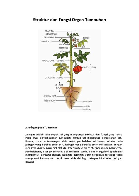 Doc Struktur Dan Fungsi Organ Tumbuhan