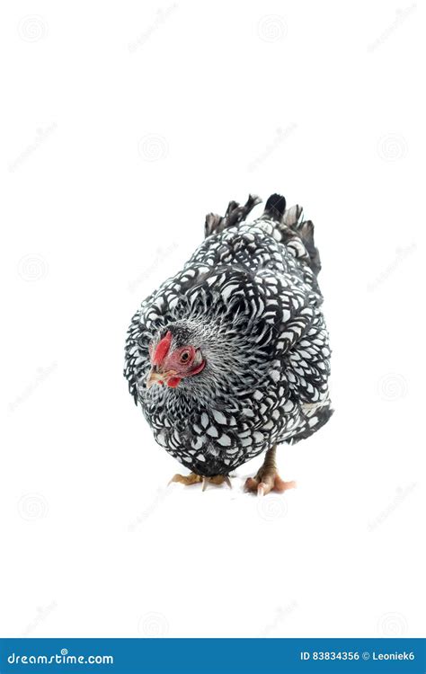 Wyandotte Chicken White Laced Isolated In White Background Stock Photo