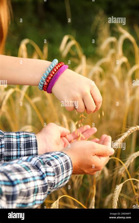 Las Manos De Un Agricultor Vierten Los Granos De Trigo En Un Campo