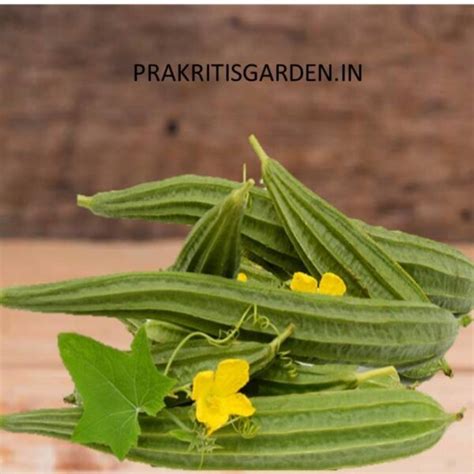 Ridge Gourd Turai Hybrid Seeds Prakritis Garden