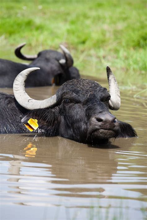 Buffalo In The Water Stock Photo Image Of Season Pond 15214098