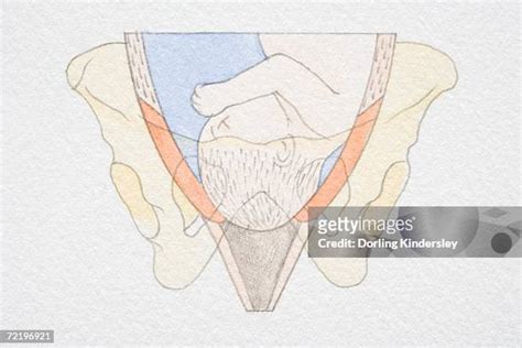 69 Cervix Diagram Stock Photos, High-Res Pictures, and Images - Getty ...