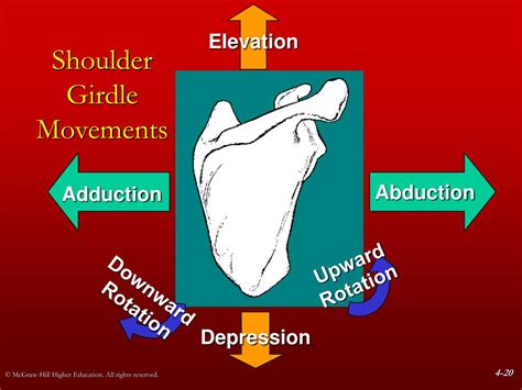 Ppt Chapter 4 The Shoulder Girdle Powerpoint Presentation Free Download Id 5446118