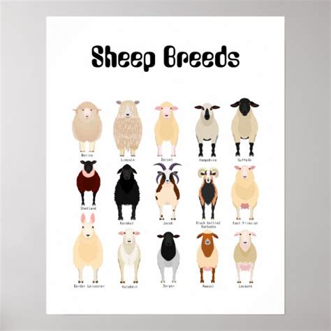 sheep breeds chart | Zazzle.com