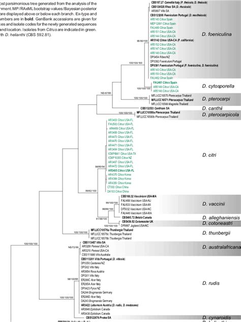 The Single Most Parsimonious Tree Generated From The Analysis Of The Download Scientific