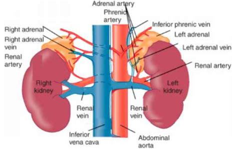 Adrenal Glands Lecture Flashcards Quizlet