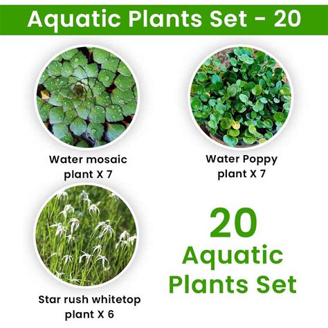 Aquatic Plants Set - 20 - Santhi Online Plants Nursery