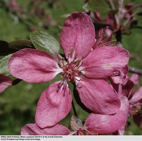 Malus × Purpurea Trees And Shrubs Online